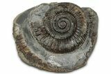 Jurassic Ammonite (Dactylioceras) Fossil - England #351289-1